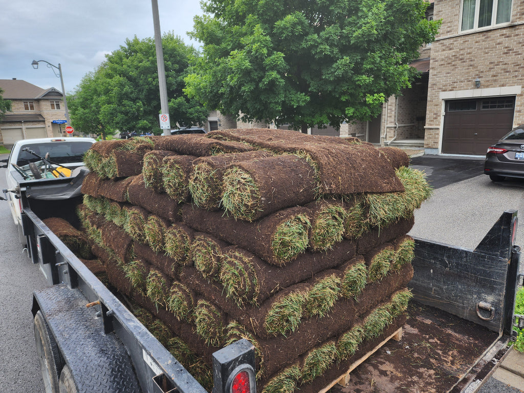 Fresh cut Kentucky Blue grass