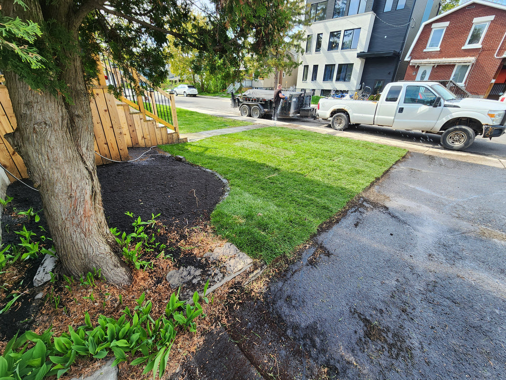 Fresh cut Kentucky Blue grass
