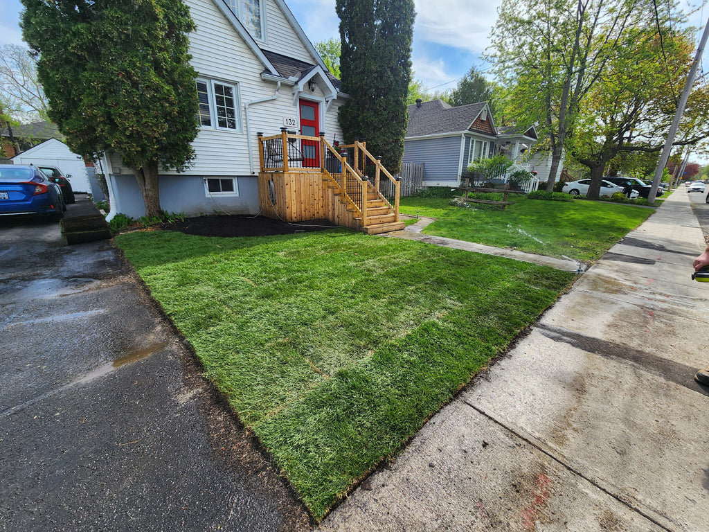 Fresh cut Kentucky Blue grass