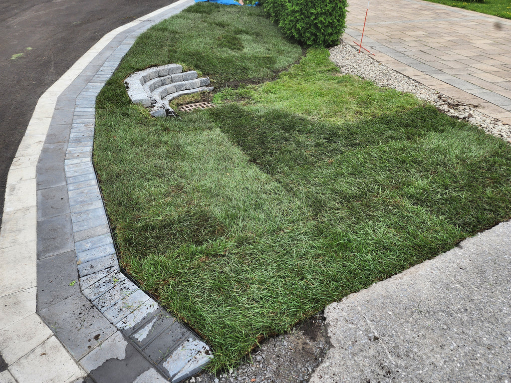 Fresh cut Kentucky Blue grass