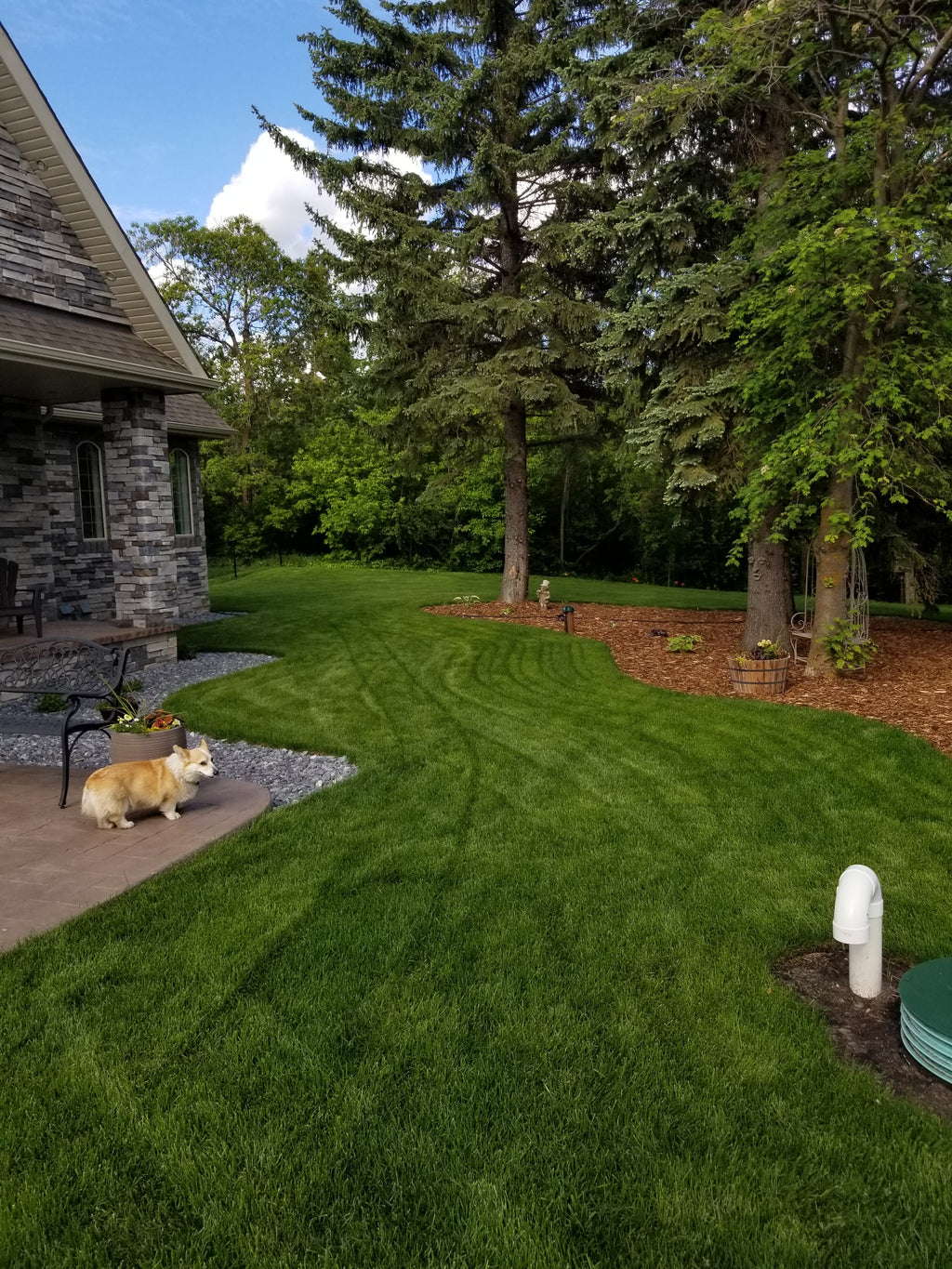 Fresh cut Kentucky Blue grass