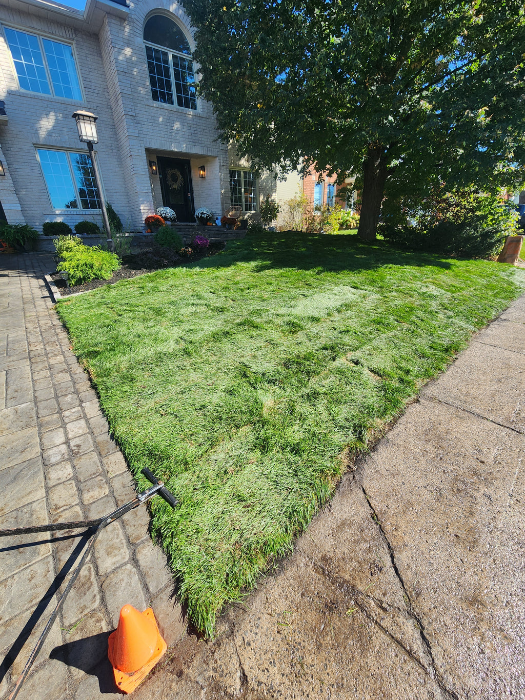 Fresh cut Kentucky Blue grass