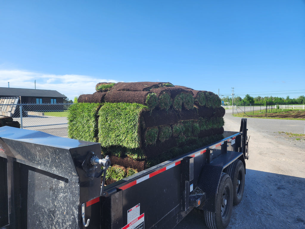 Fresh cut Kentucky Blue grass