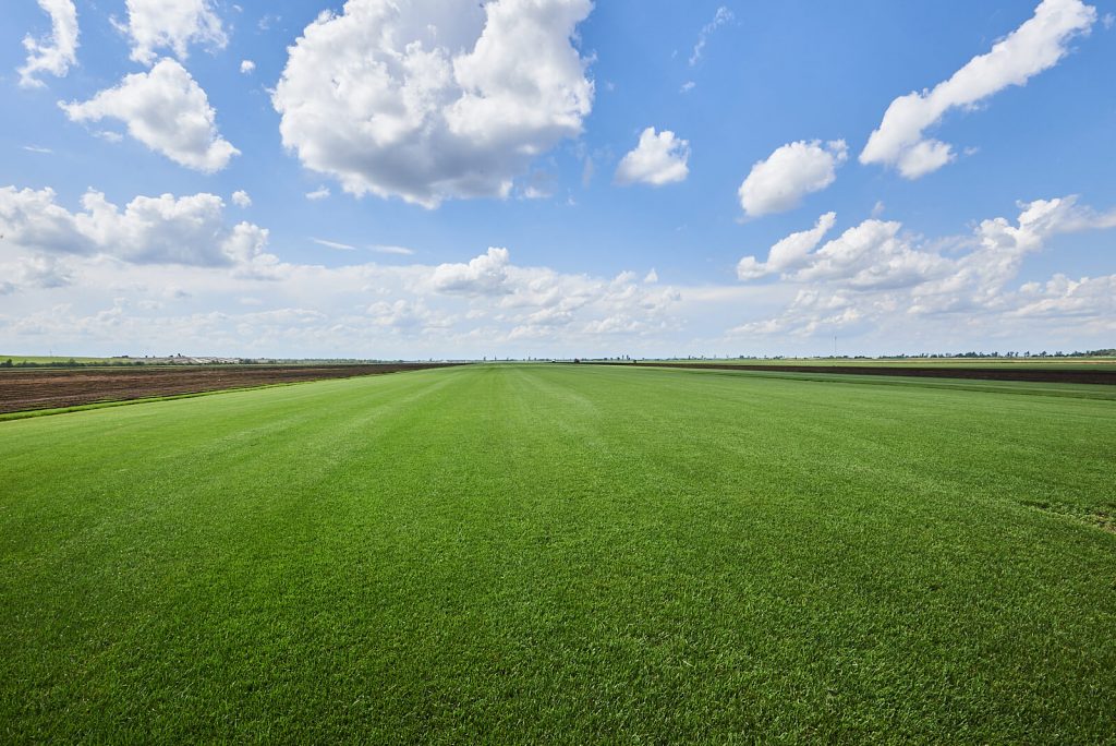 Fresh cut Kentucky Blue grass