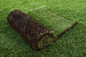 Fresh cut Kentucky Blue grass