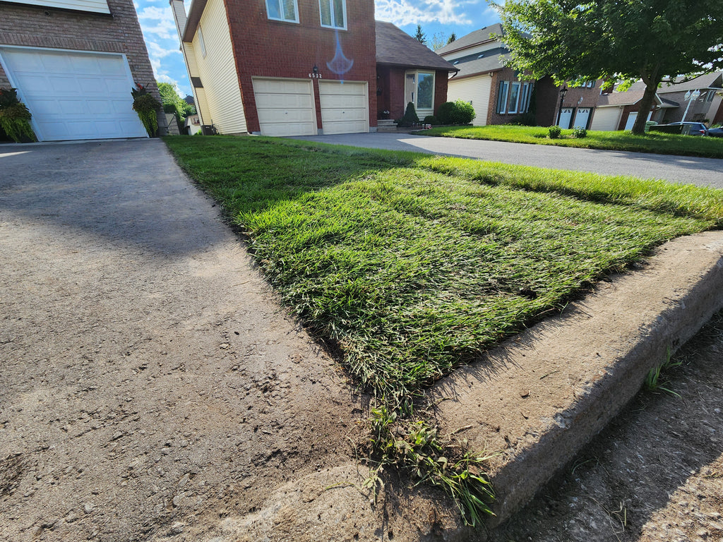 Fresh cut Kentucky Blue grass