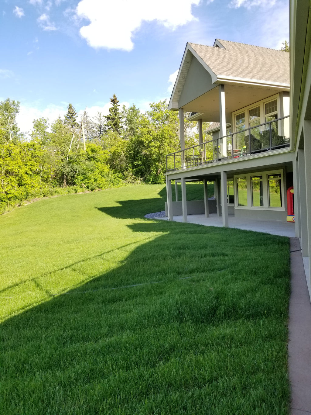Fresh cut Kentucky Blue grass