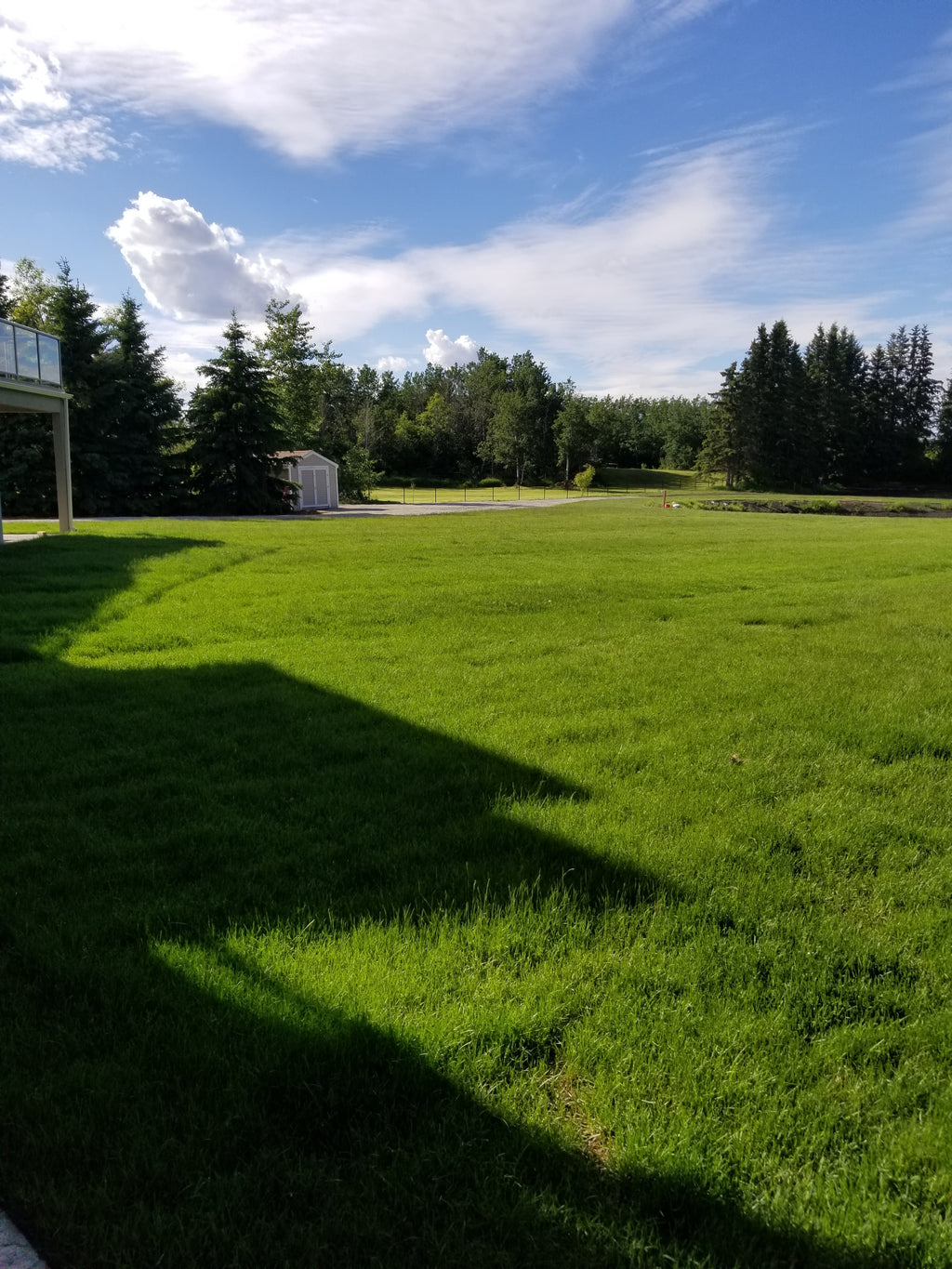 Fresh cut Kentucky Blue grass