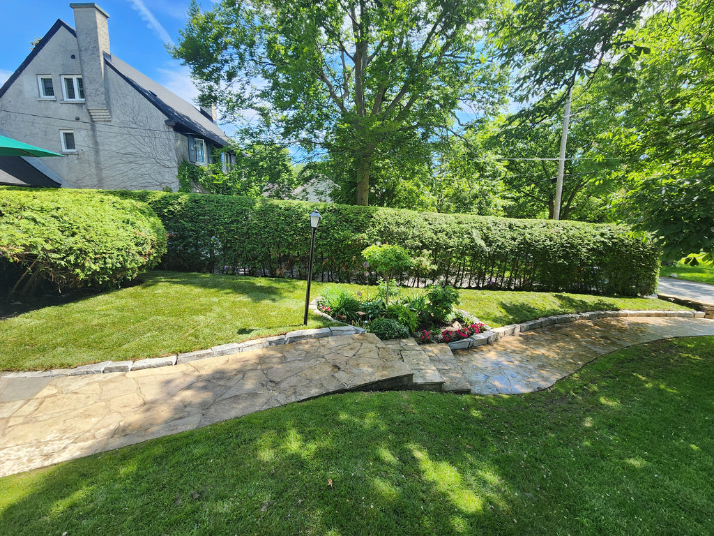 Fresh cut Kentucky Blue grass