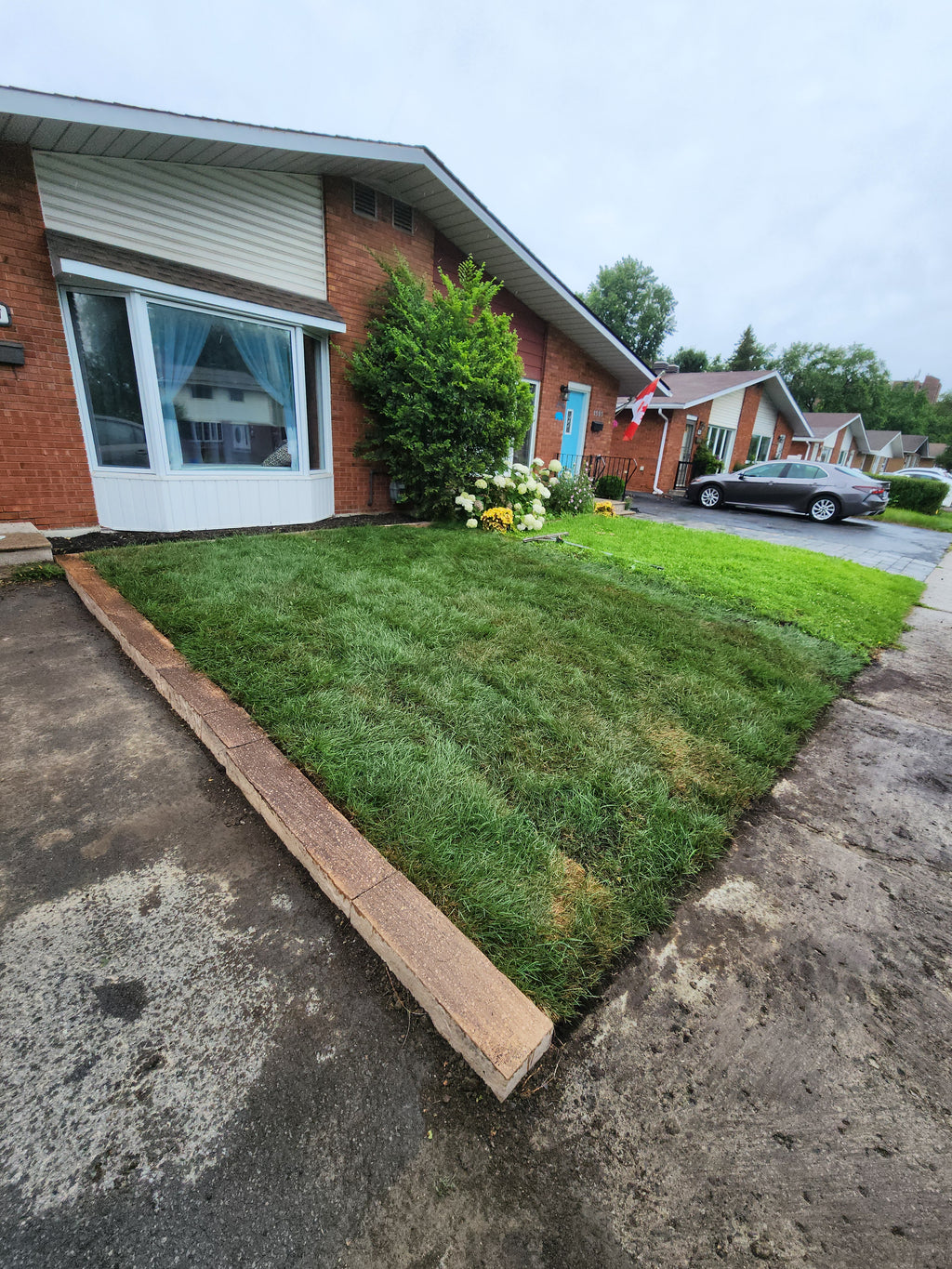 Fresh cut Kentucky Blue grass