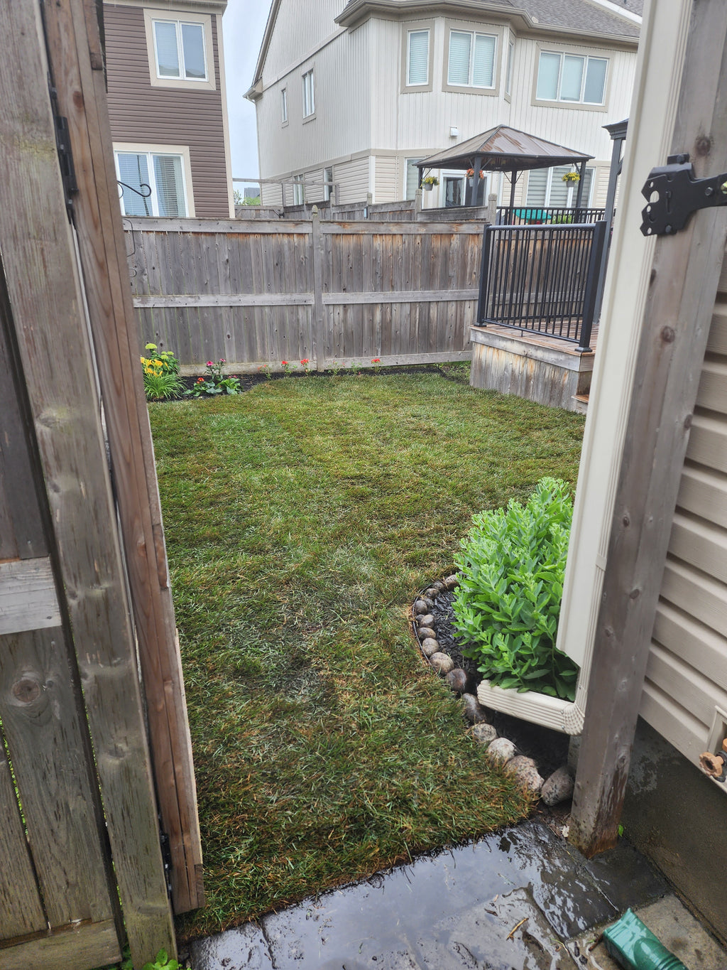 Fresh cut Kentucky Blue grass