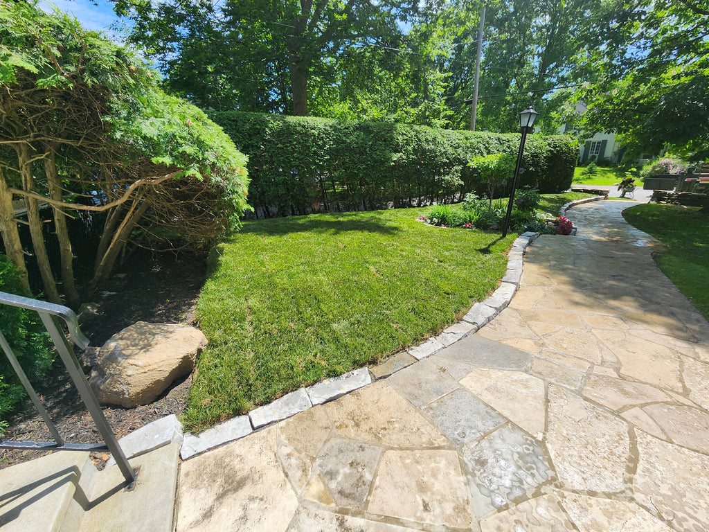 Fresh cut Kentucky Blue grass