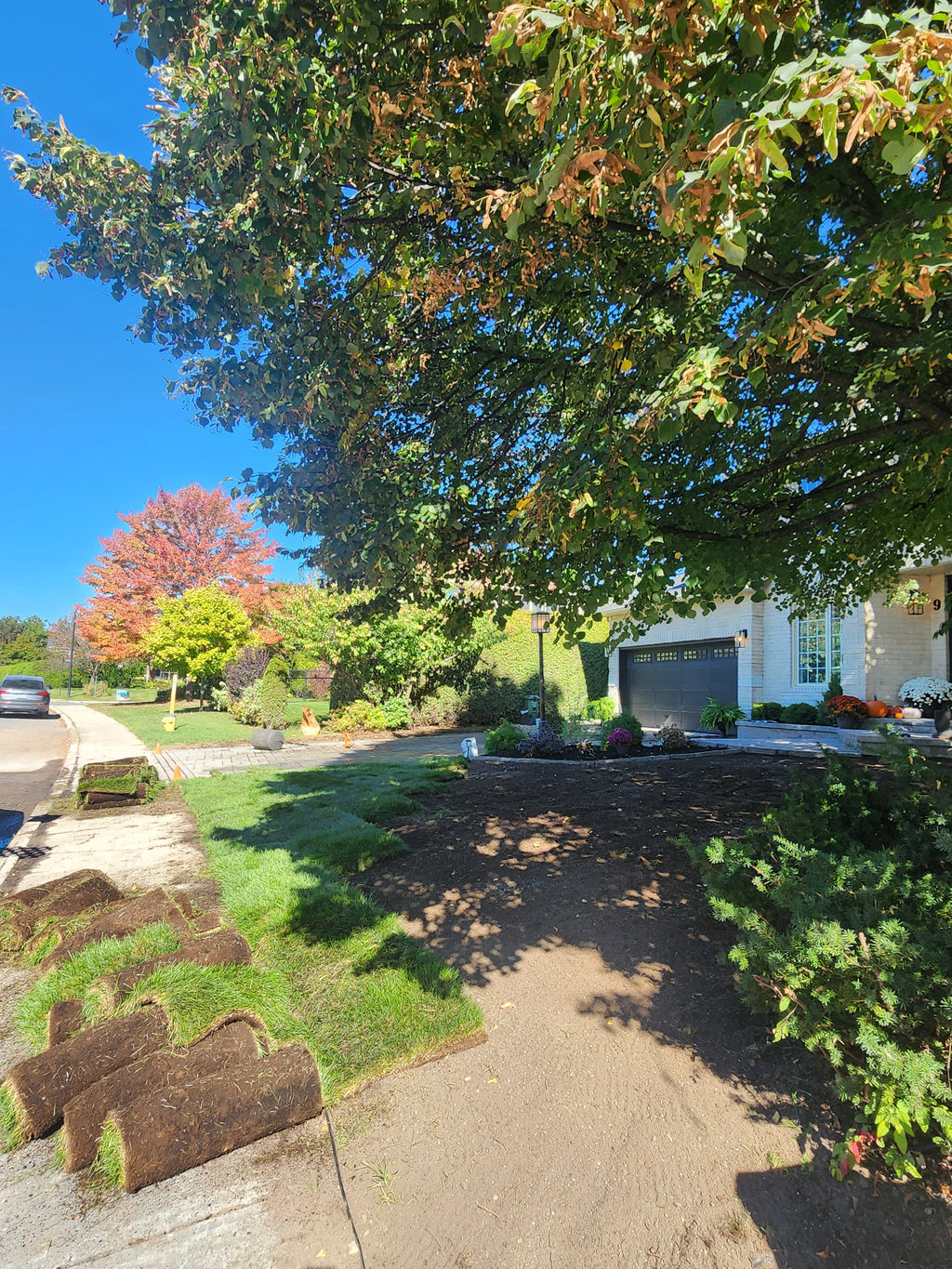 Fresh cut Kentucky Blue grass