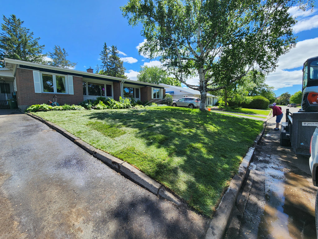 Fresh cut Kentucky Blue grass