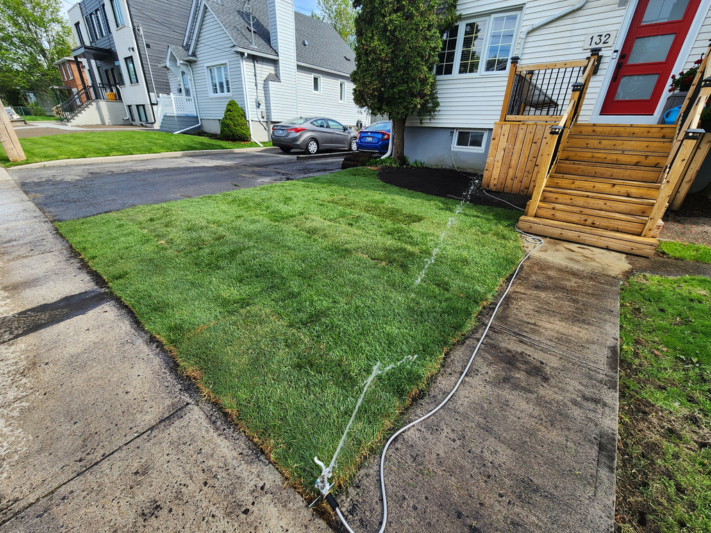 Fresh cut Kentucky Blue grass