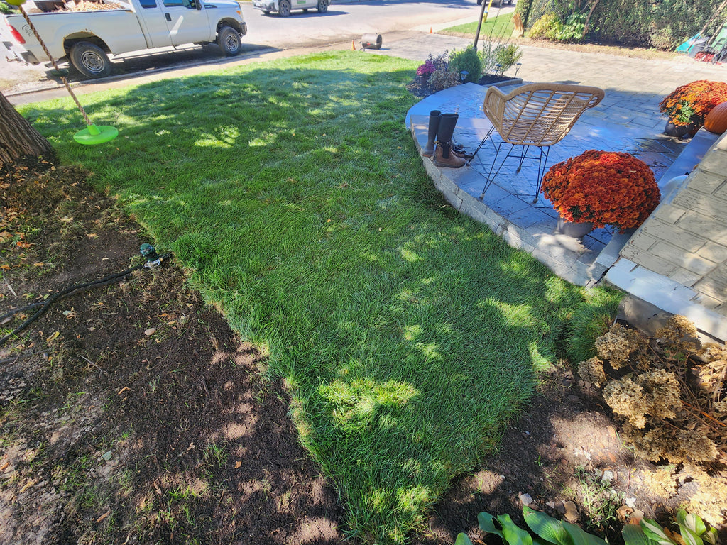 Fresh cut Kentucky Blue grass