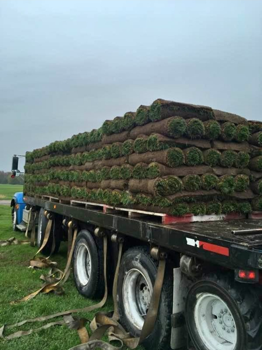 Fresh cut Kentucky Blue grass
