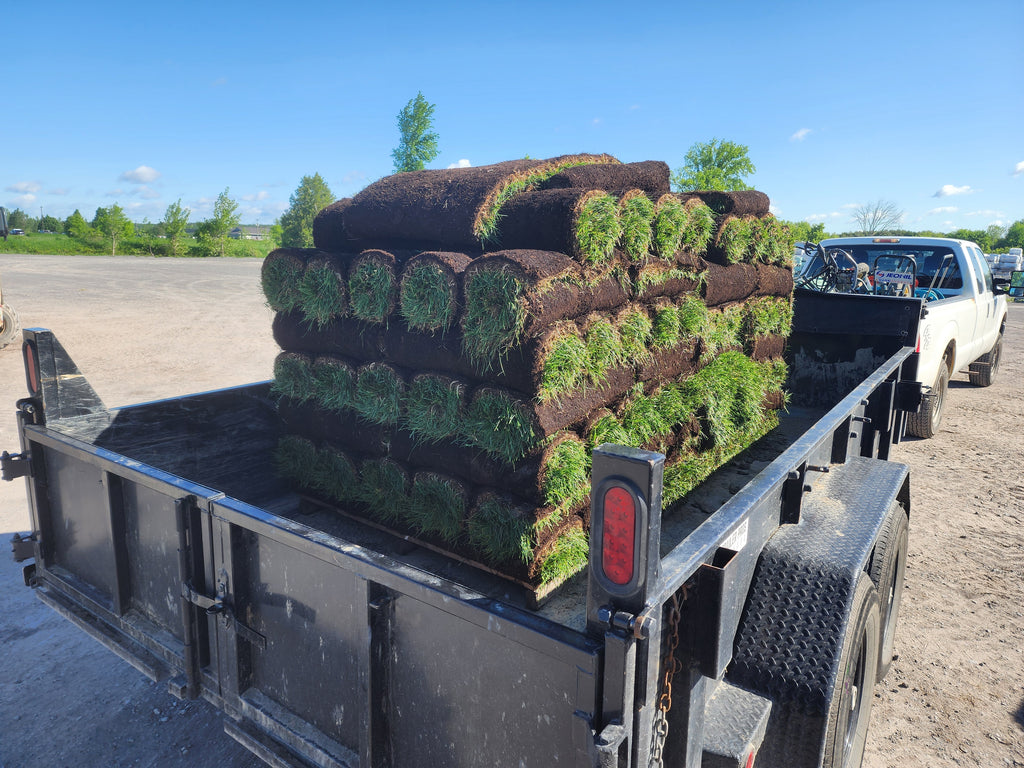 Fresh cut Kentucky Blue grass