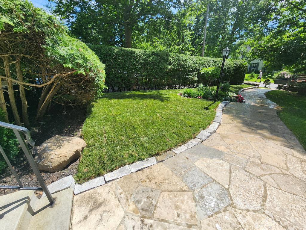 Fresh cut Kentucky Blue grass