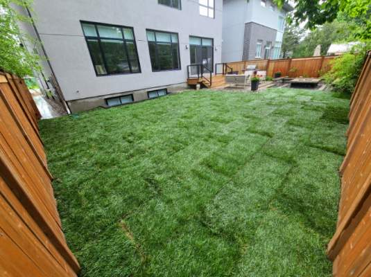 Fresh cut Kentucky Blue grass