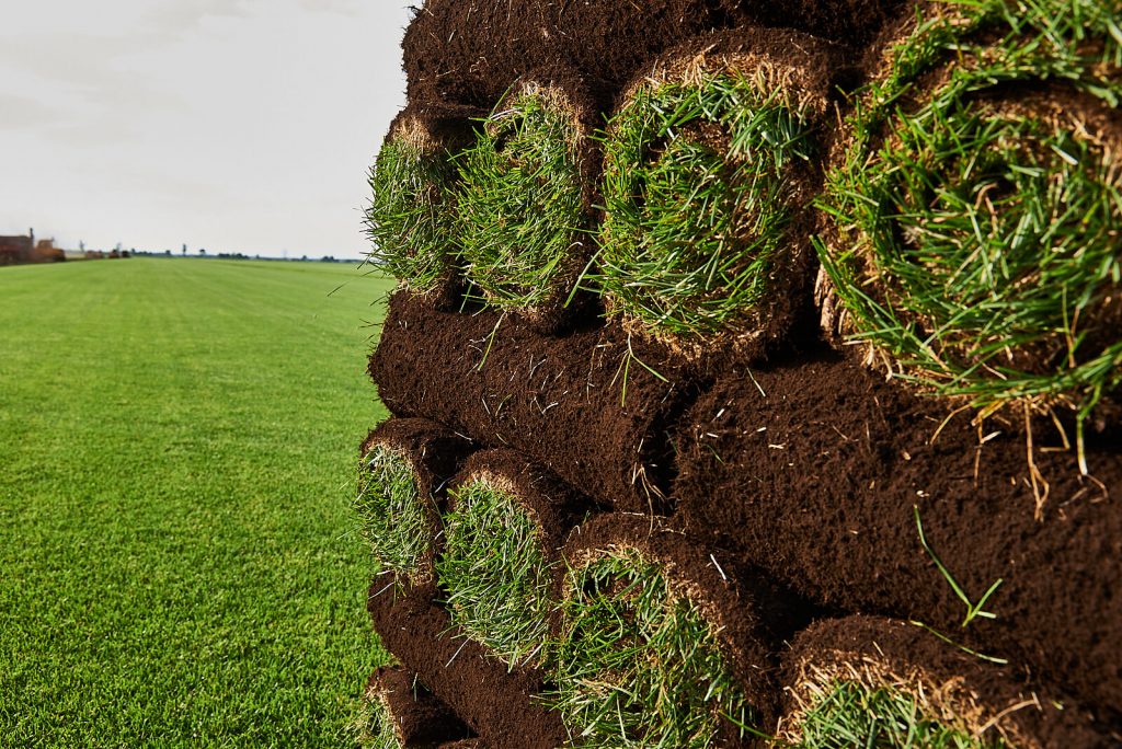 Fresh cut Kentucky Blue grass