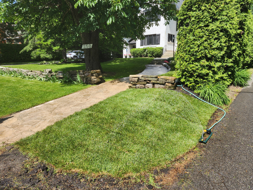 Fresh cut Kentucky Blue grass